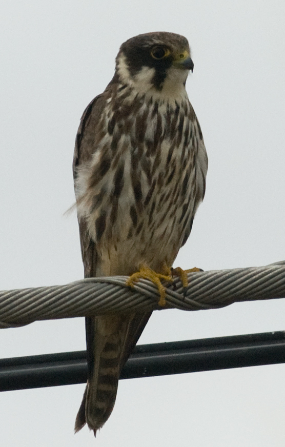 rapace da riconoscere